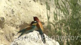 Video of European Bee-eater - European Bee-eater in nest period in Bulgaria <a href=